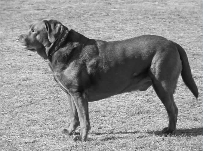 Your Dog's Weight: Why It Matters