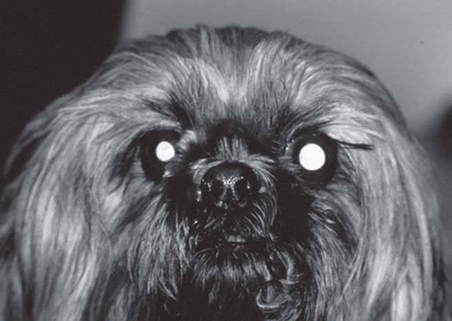 what causes a dogs pupils to dilate