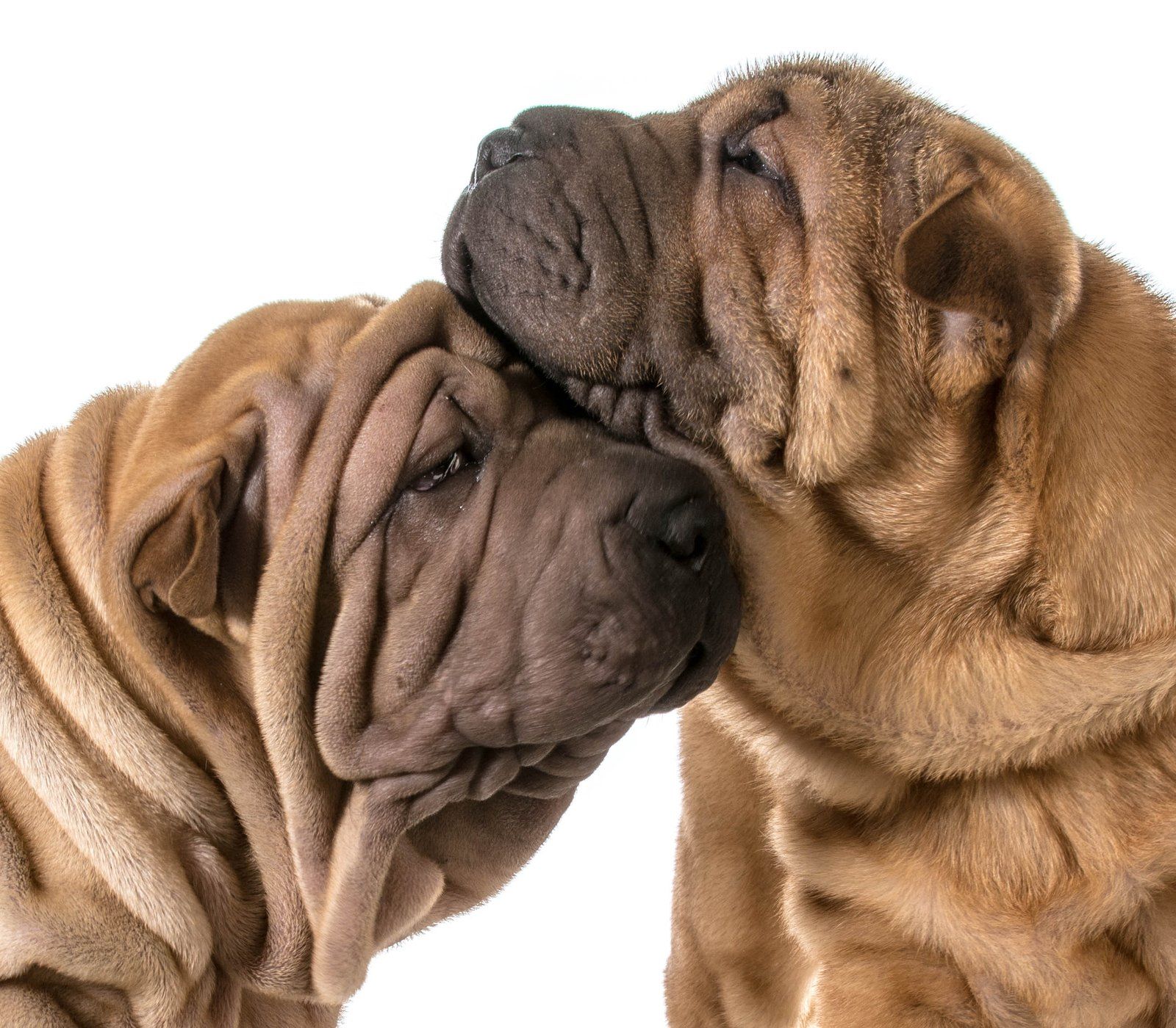 Wrinkly Dog Care Tips  ASPCA® Pet Health Insurance