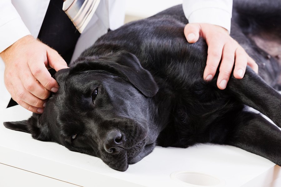 If Your Dog Is Diagnosed With Pancreatitis - Tuftsyourdog