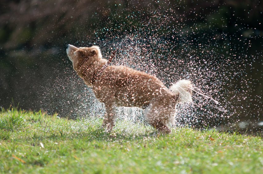 dog shaking off after a swim