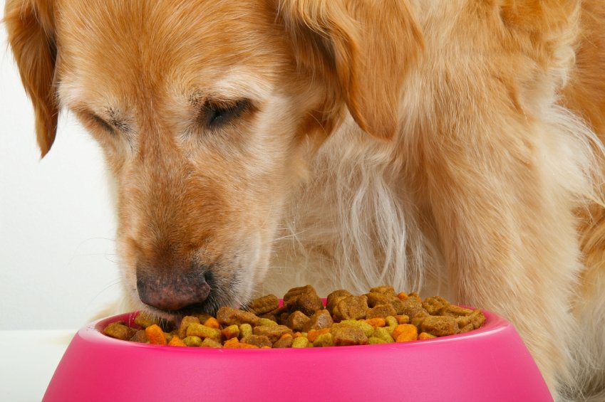 dog food for dogs with liver problems