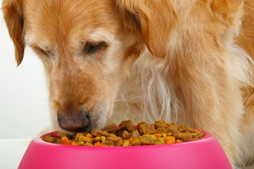 Feeding the Dog with Liver Disease TuftsYourDog