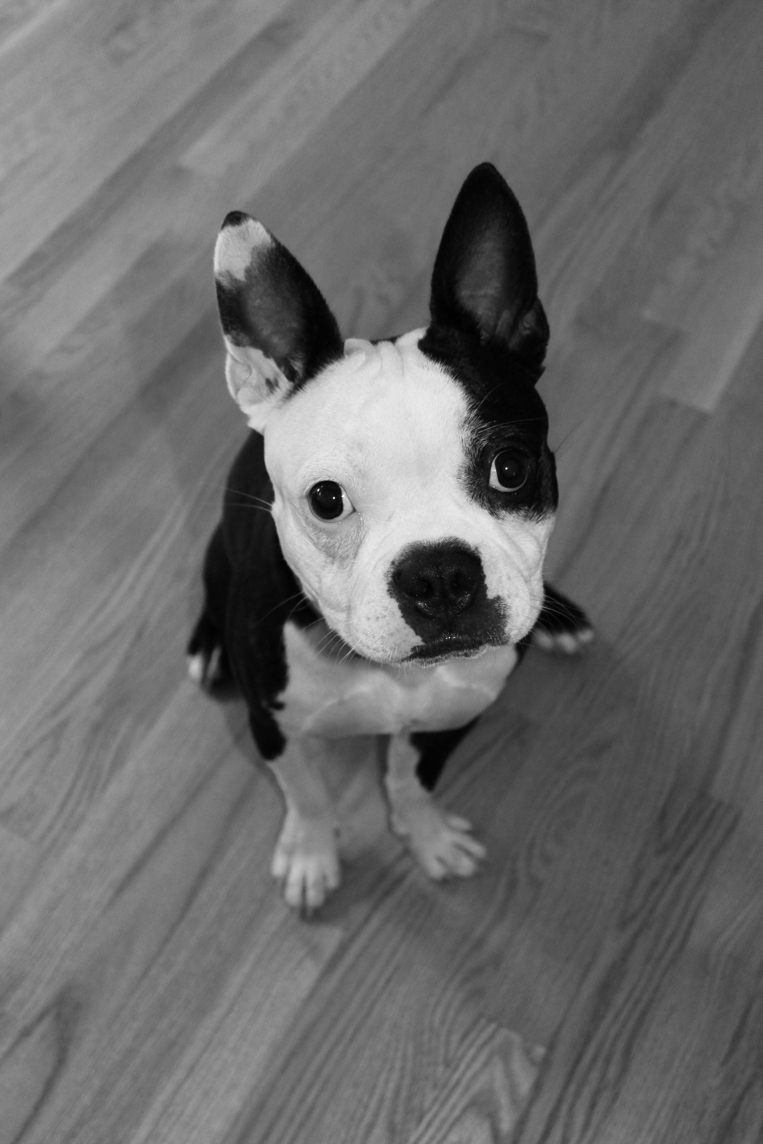 Boston terrier 2024 having seizures