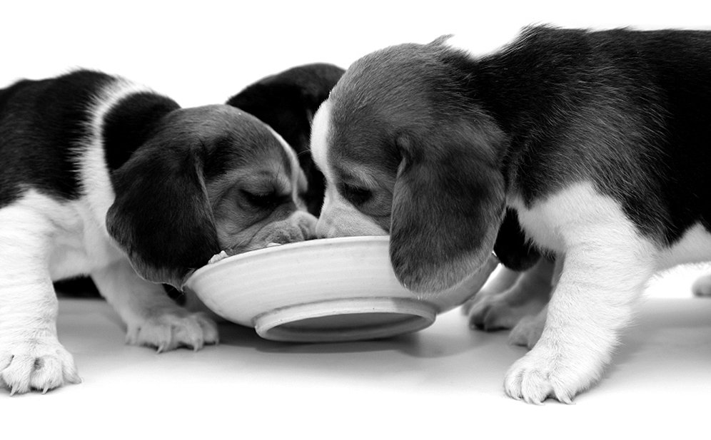 puppies eating too fast