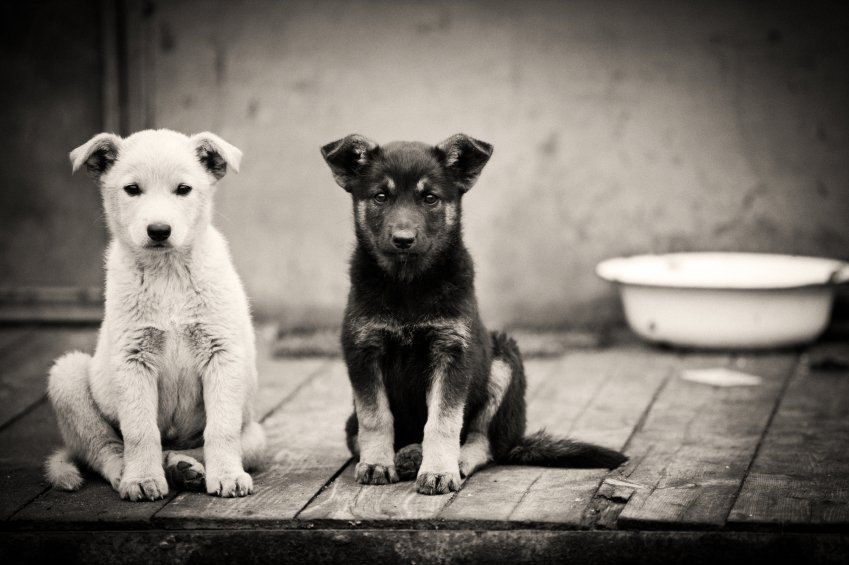 puppies with dandruff