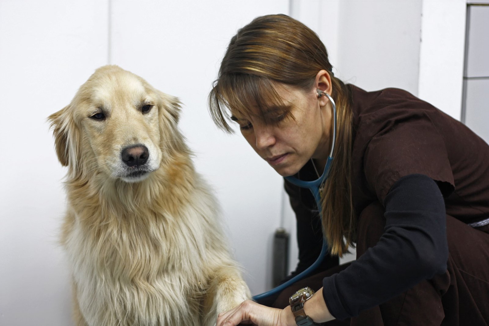 Примем собаку. Как измерить пульс у собаки. Today the Dog take to the vet by his owner.