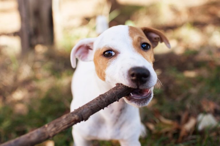 Chewed Stick Pieces Can Get Stuck in the Dog's Head - TuftsYourDog