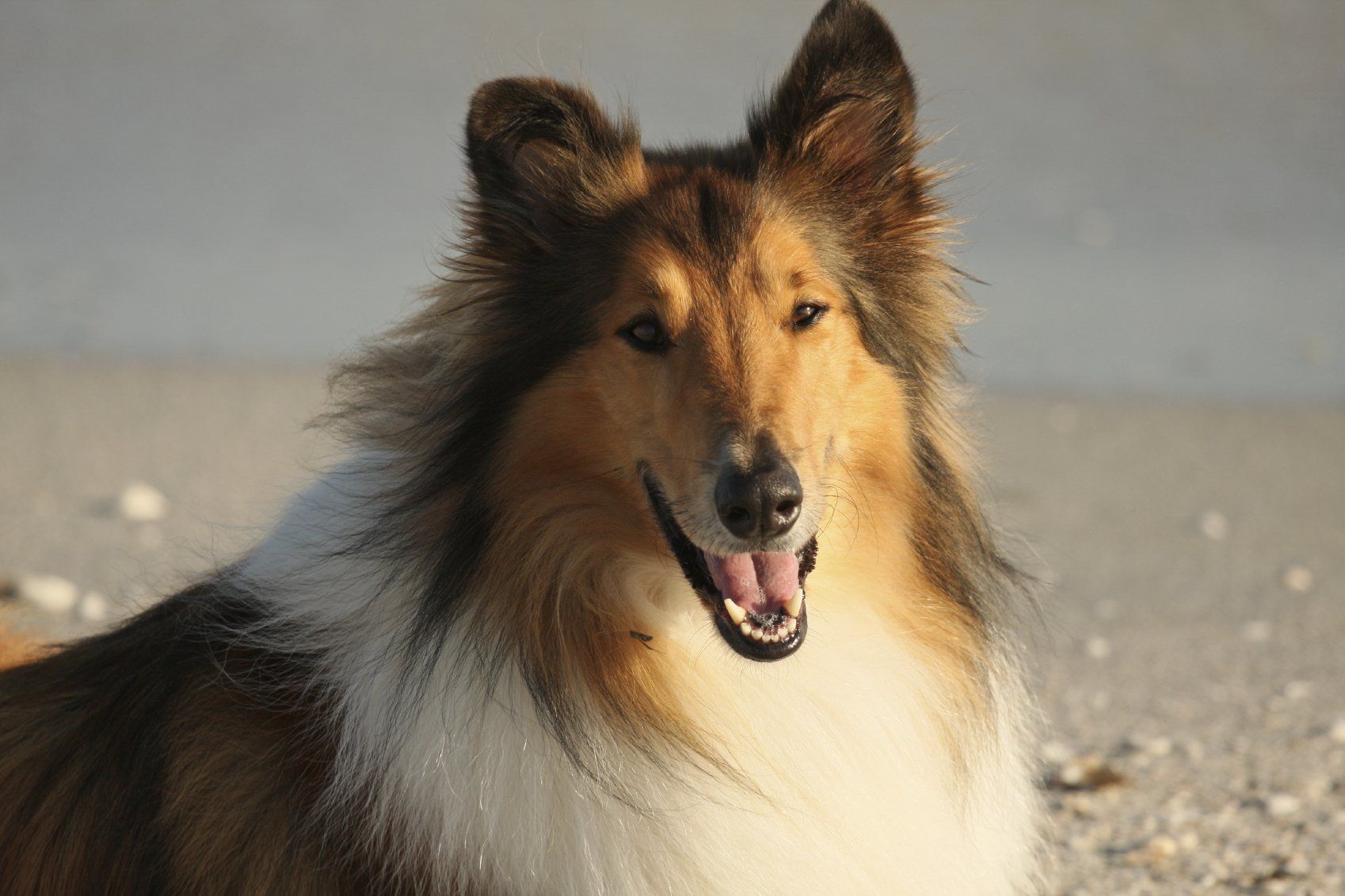 rough collie dogs