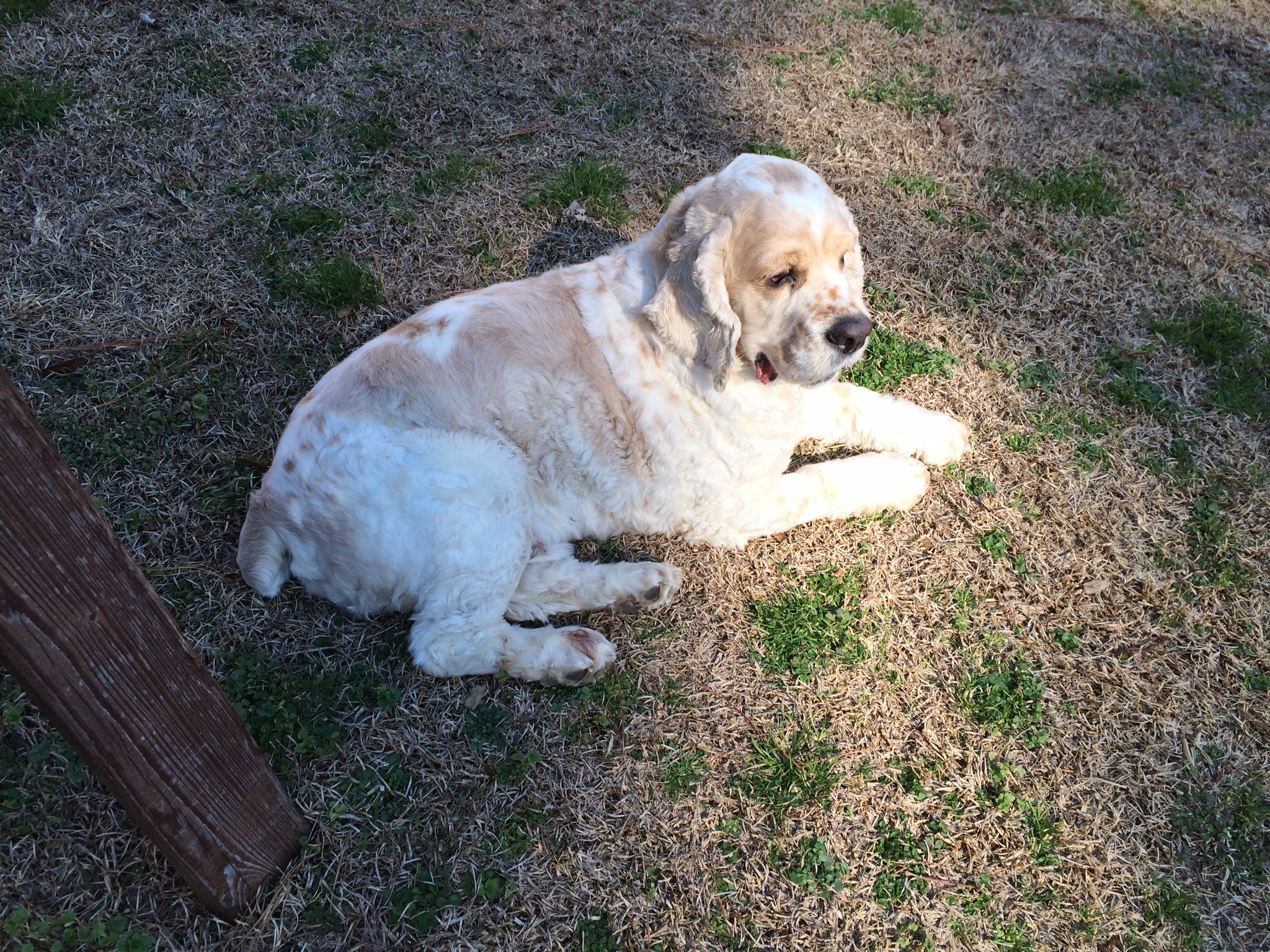 cocker spaniel