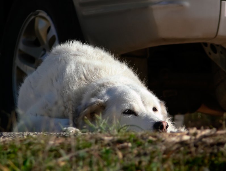 dog hates car rides