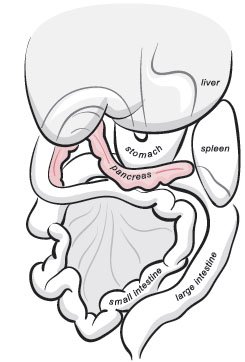 pancreatitis in dogs