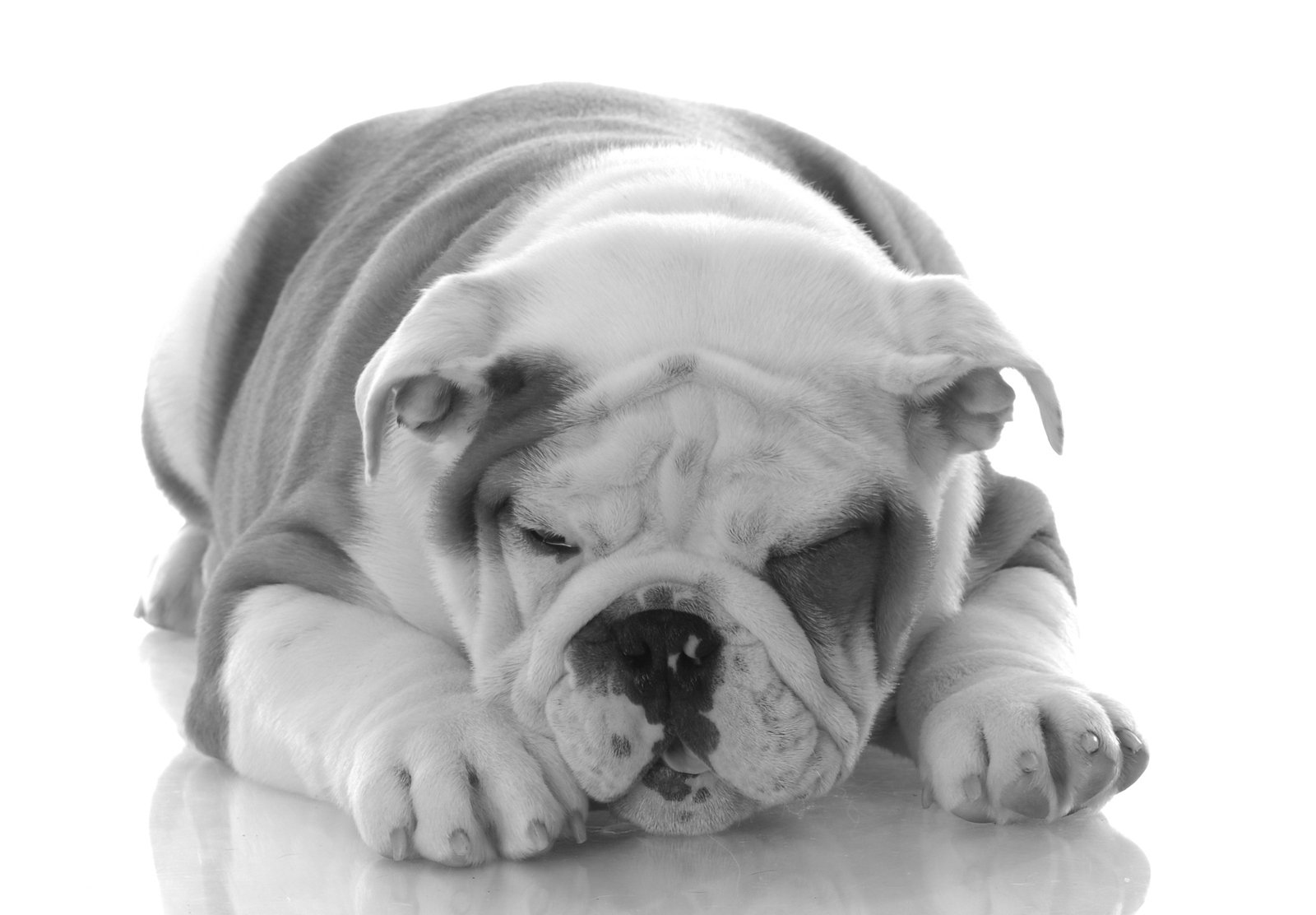 a bulldog puppy