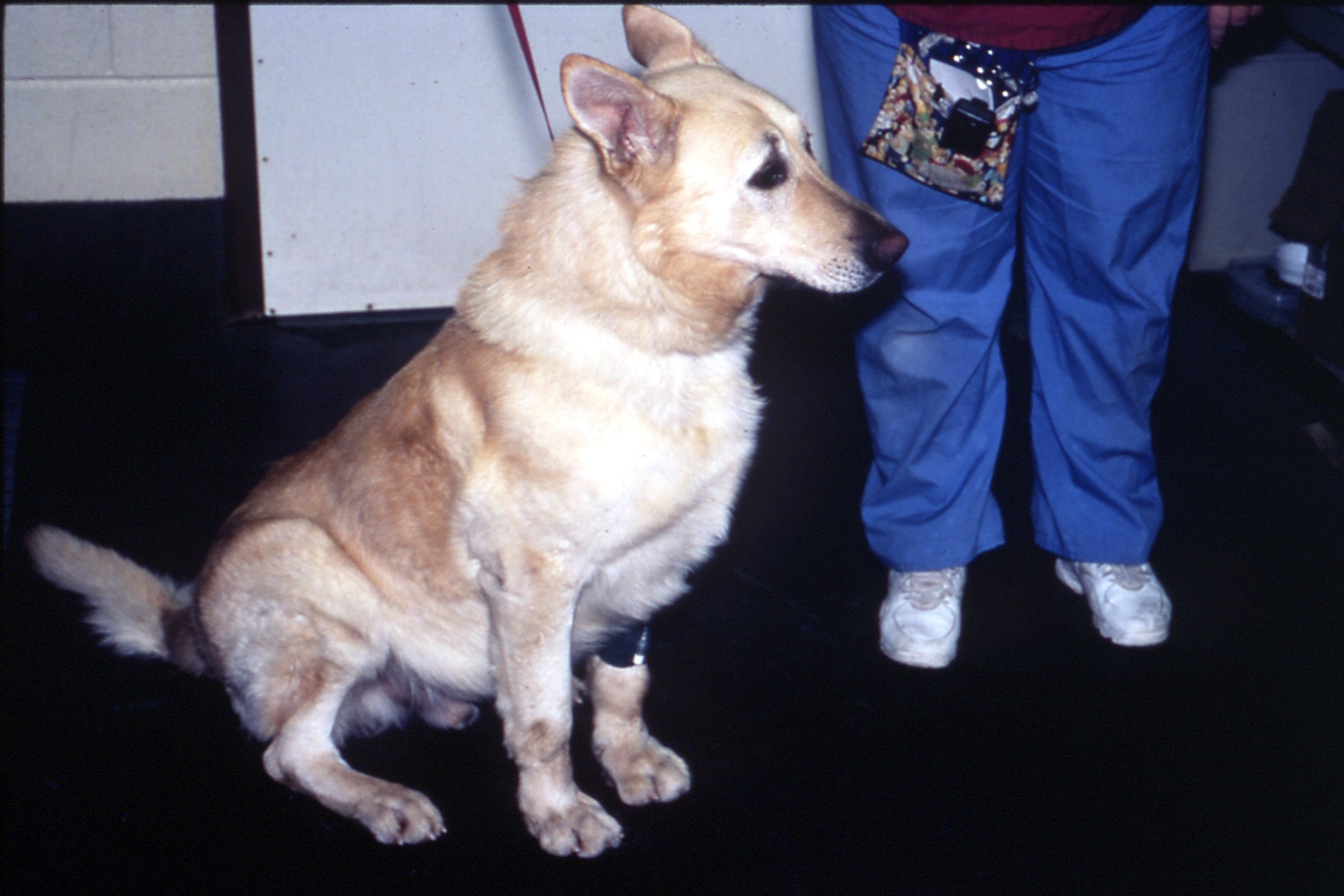 dog survived eating gravel