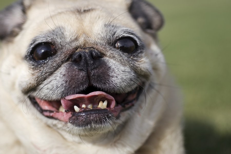 do dogs lose their canine teeth