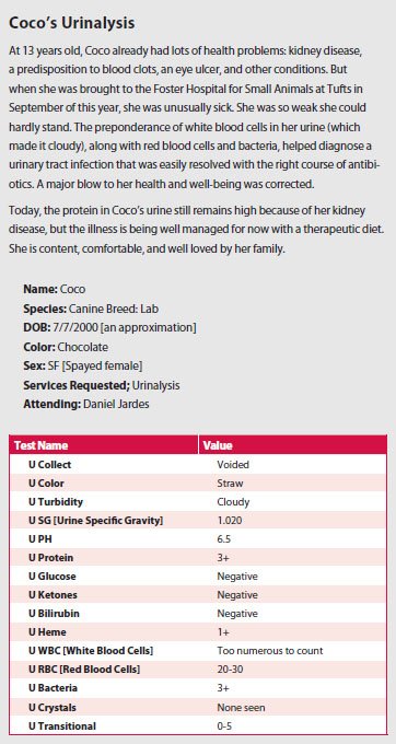 sample urinalysis uti