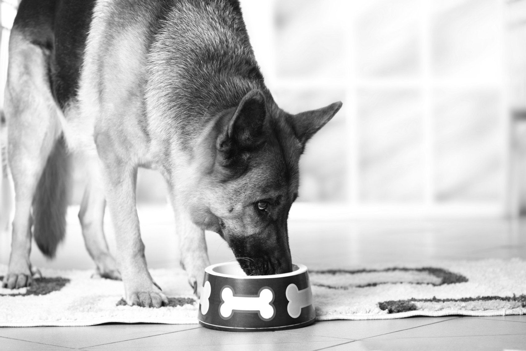 how-important-is-senior-dog-food