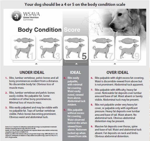 how do you know if your dog is underweight