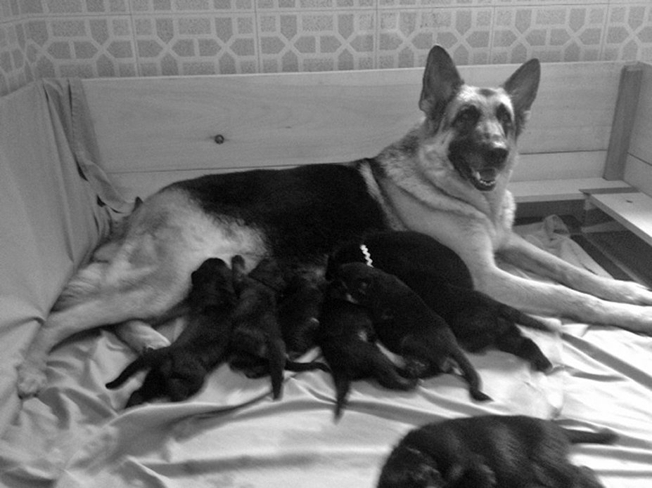 german shepherd with nine puppies