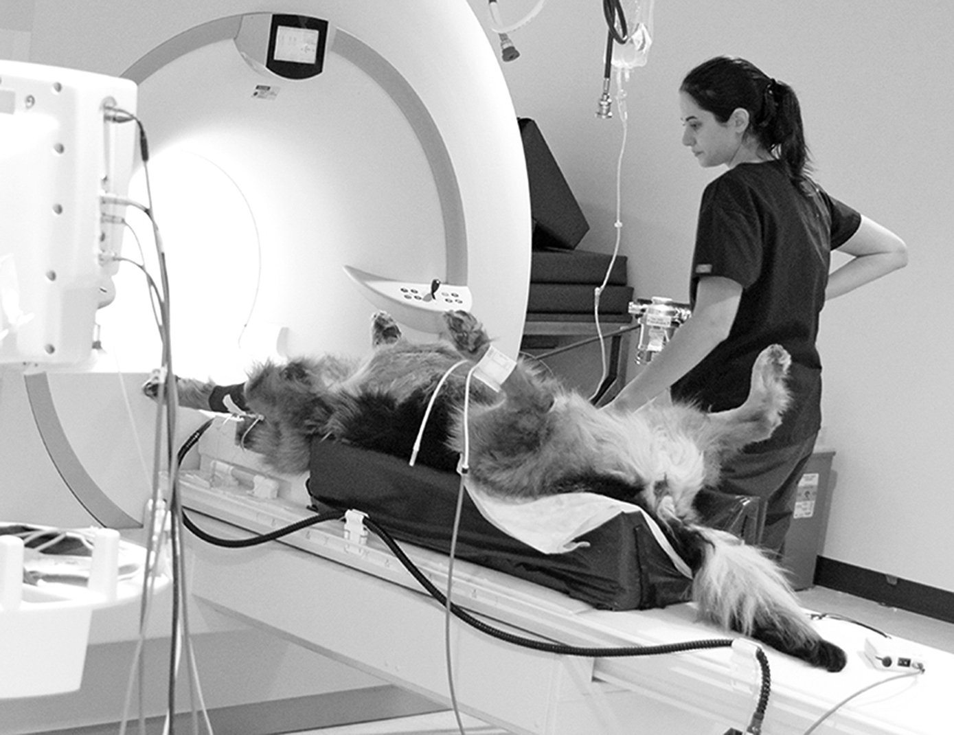 how much does a ct scan cost for a dog