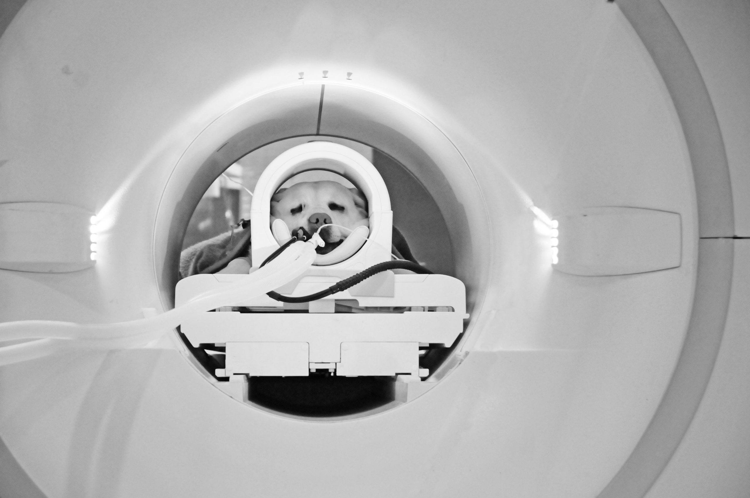 what does an mri scan show on a dog