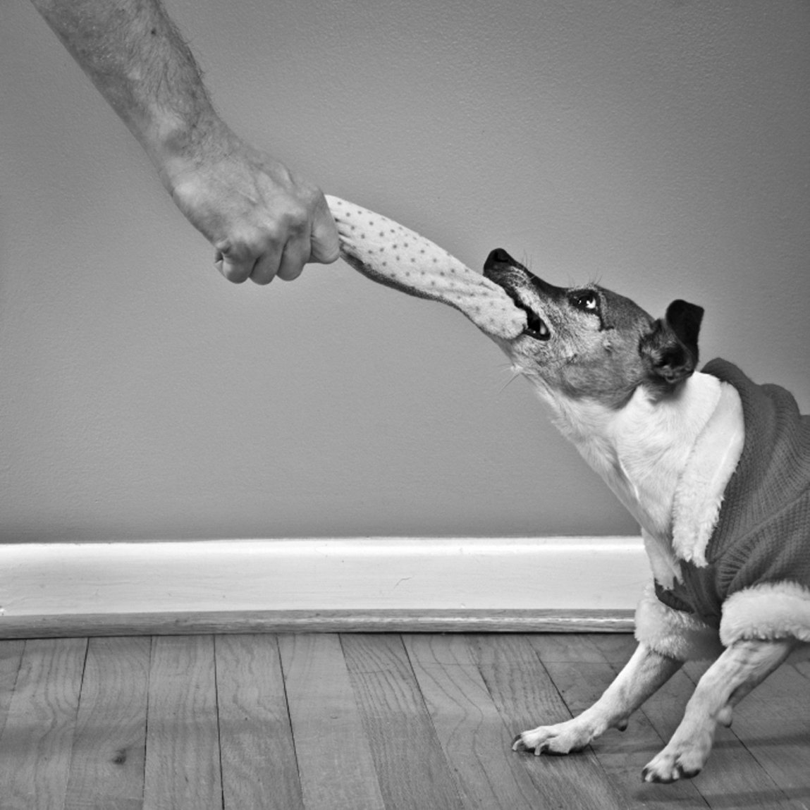 do dogs like playing tug of war