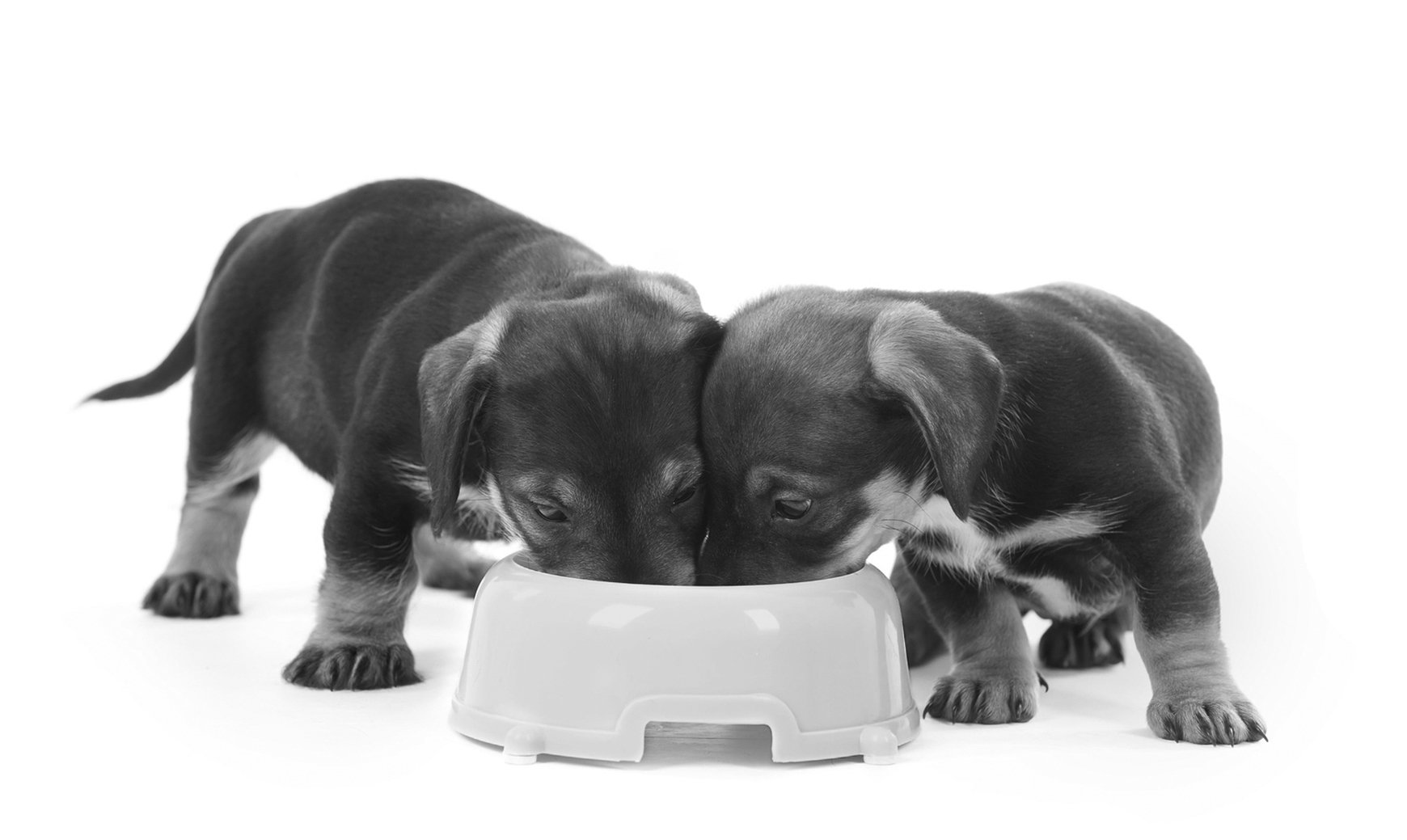 two dogs eating same bowl