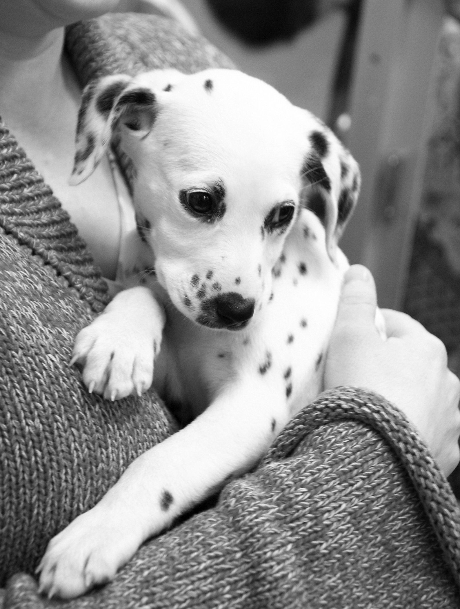 dalmatian