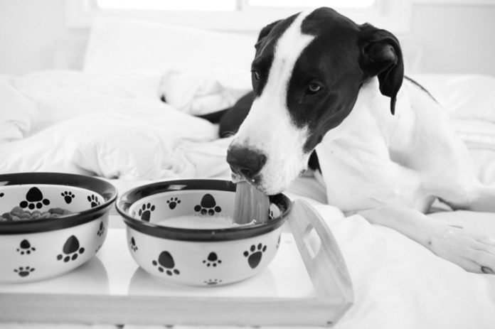 Diet for Dogs with Kidney Disease TuftsYourDog