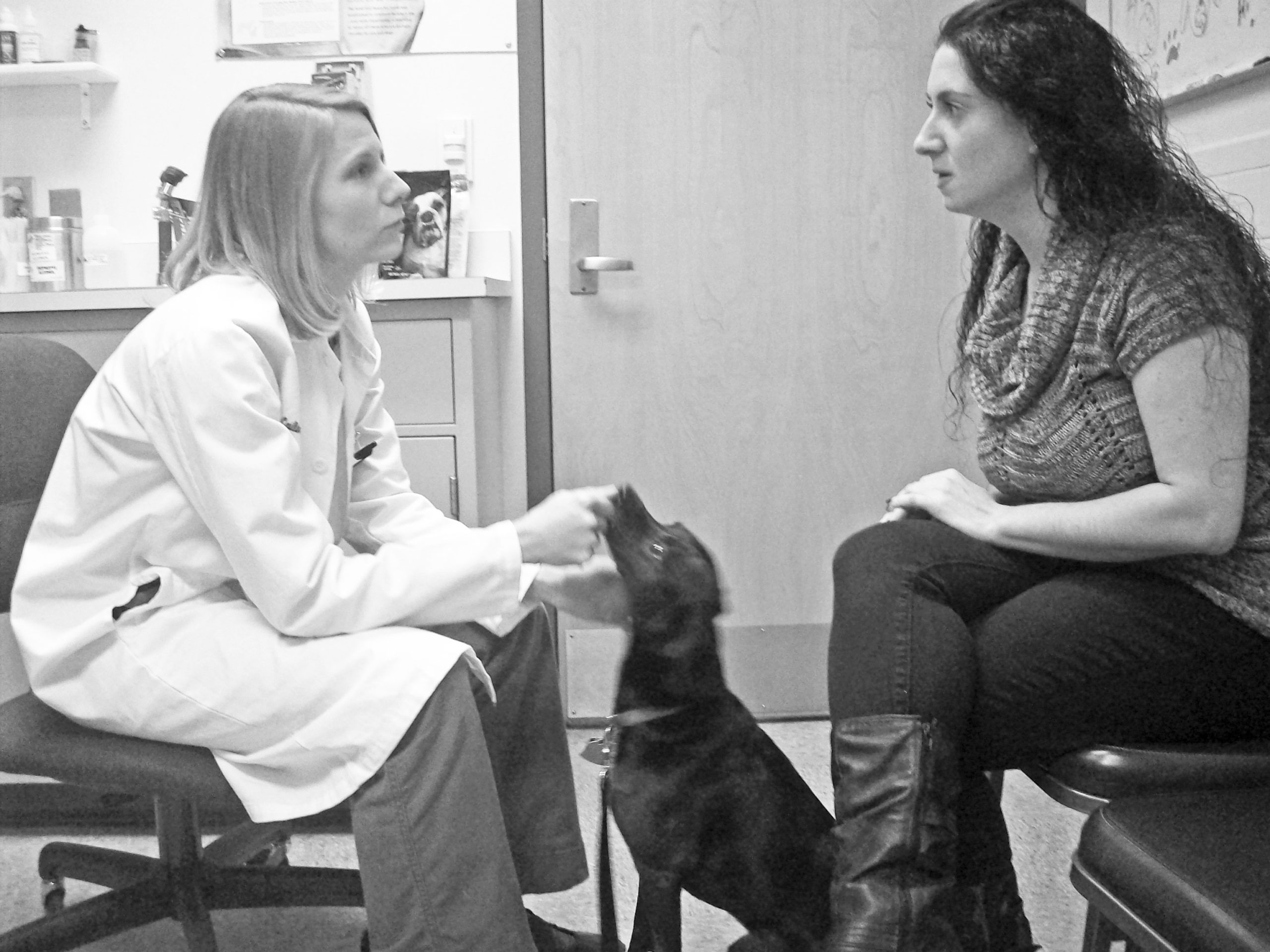 treating canine kidney disease