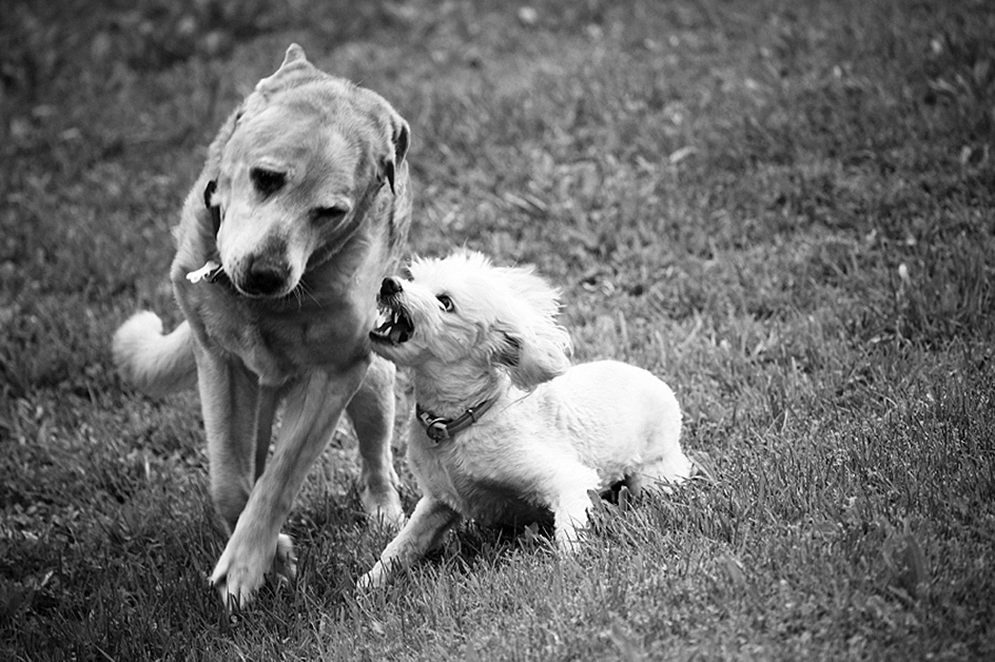 neutered dog aggressive to unneutered dogs