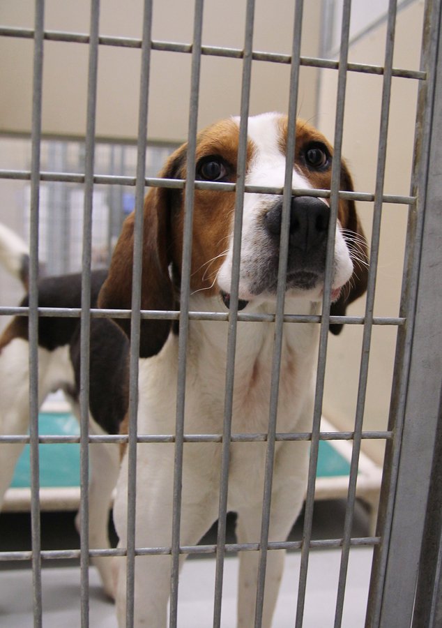 hound locked in crate