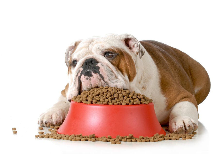 dog food for heart disease
