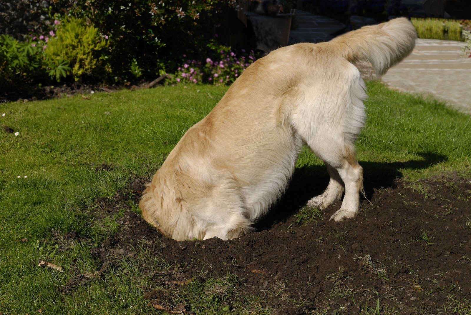 dog digging in yard