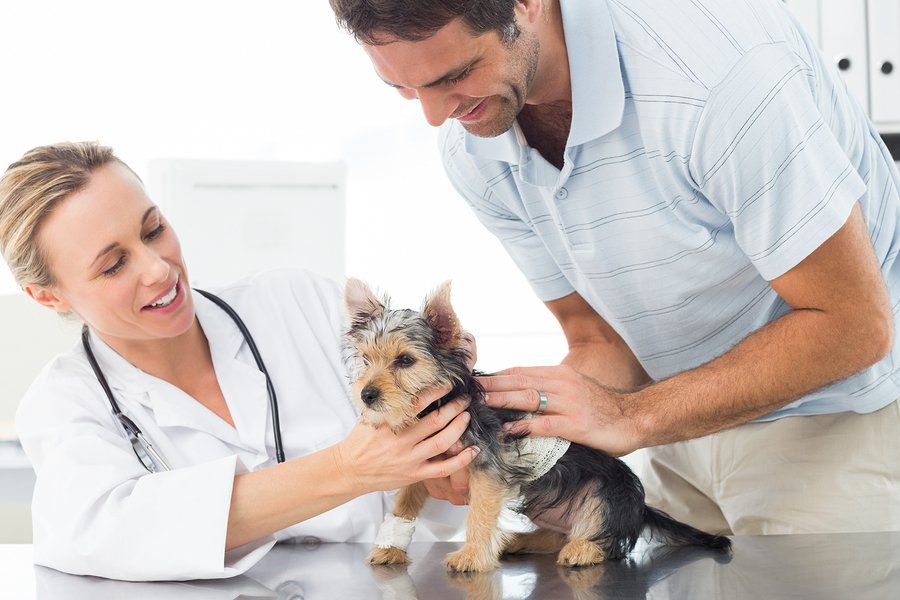 vet check toy yorkie