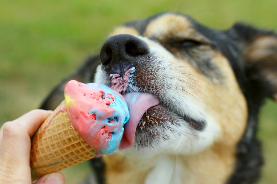 dog eating ice cream cone