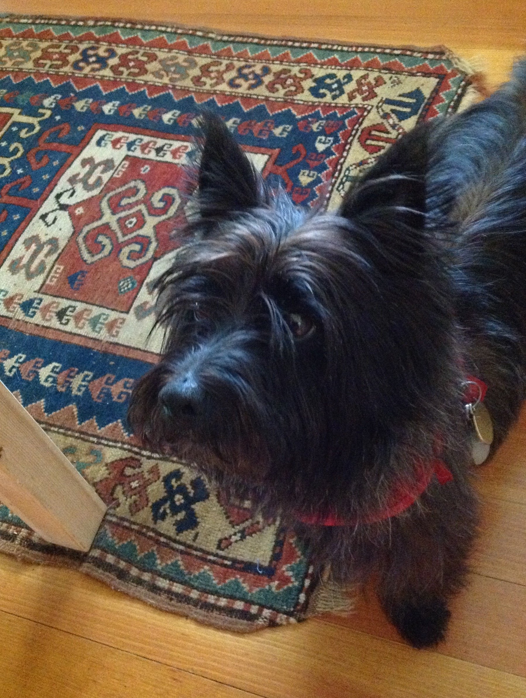 cairn terrier with tickborne disease