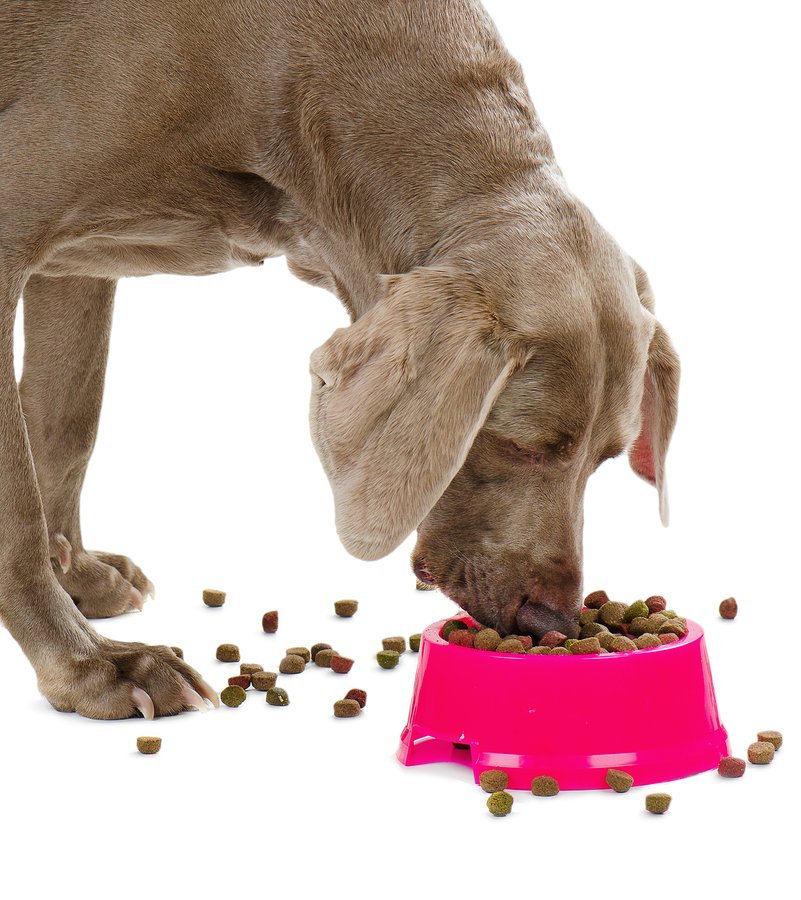 low carb dog food cancer