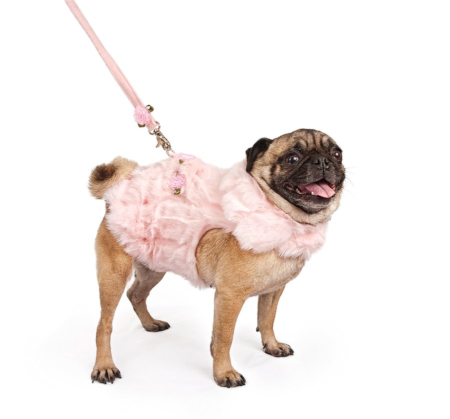 Pug dog body clearance belt