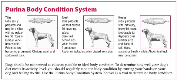 how much carbohydrates does a dog need