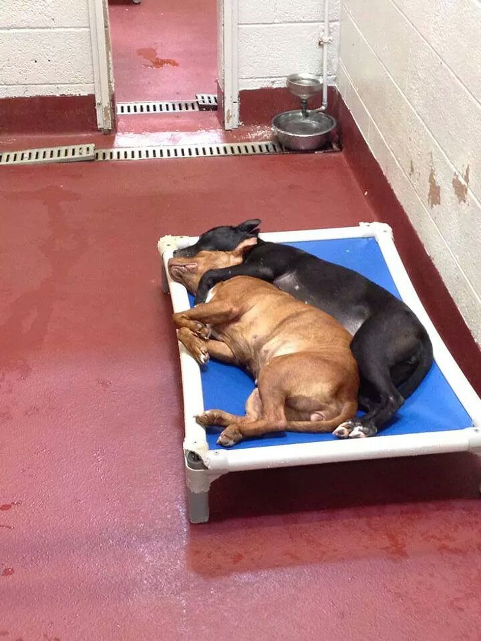 dogs cuddling