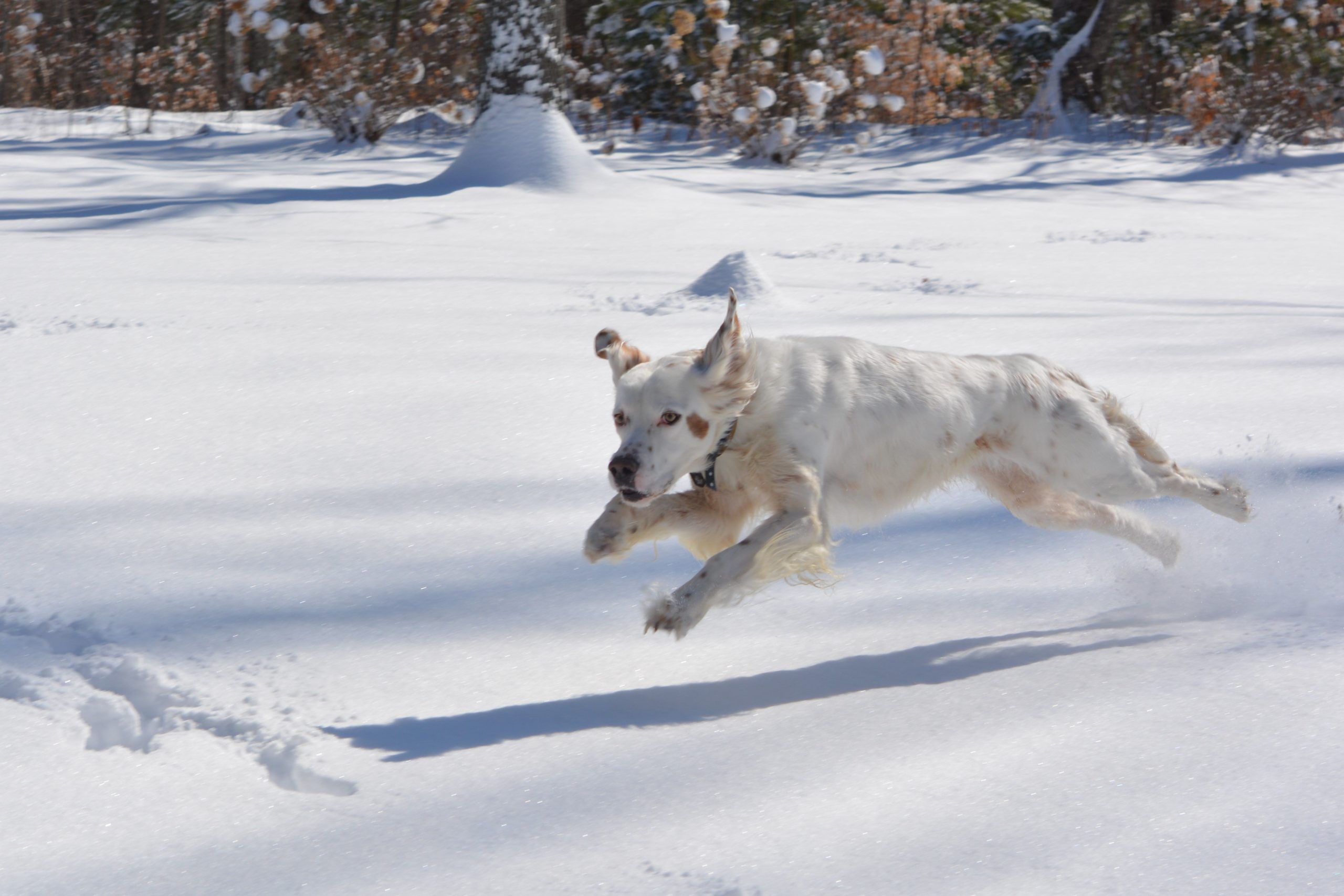 The Case of Buxley - TuftsYourDog