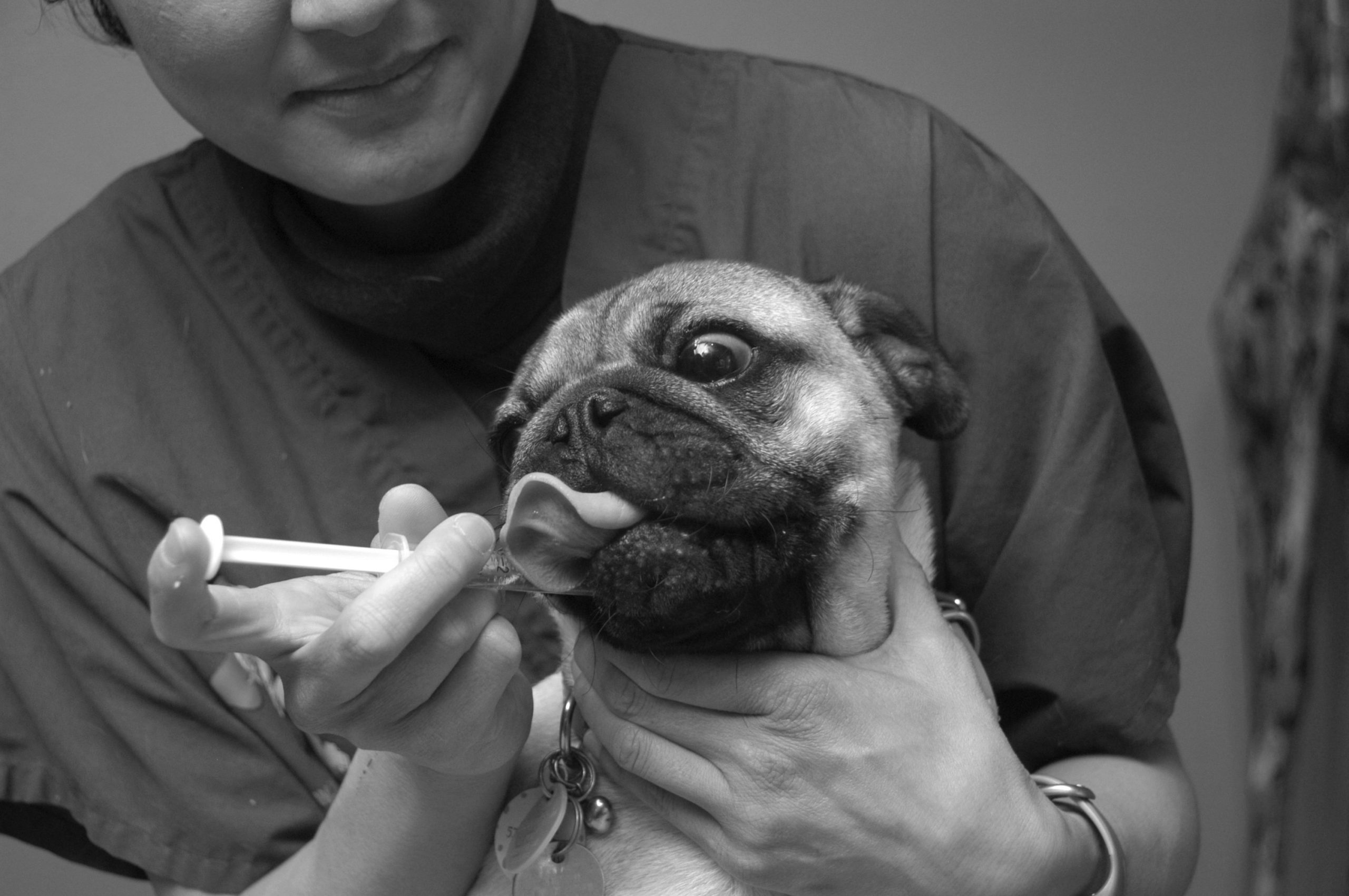 administering oral syringe to dogs