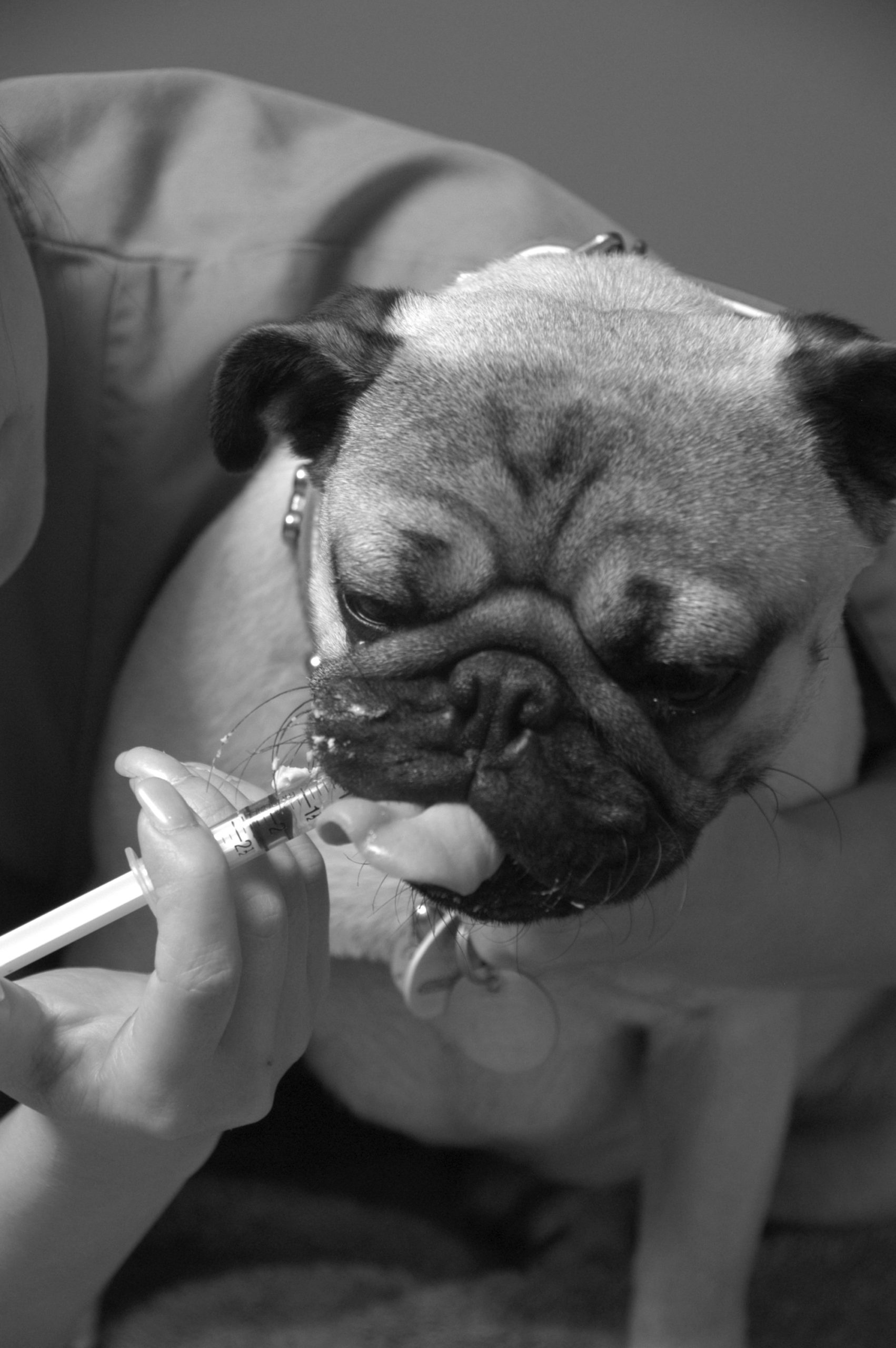 administering oral syringe to dogs