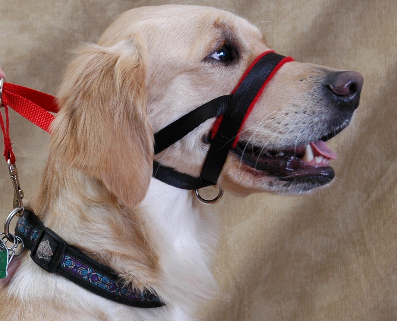 Head halter outlet for dogs