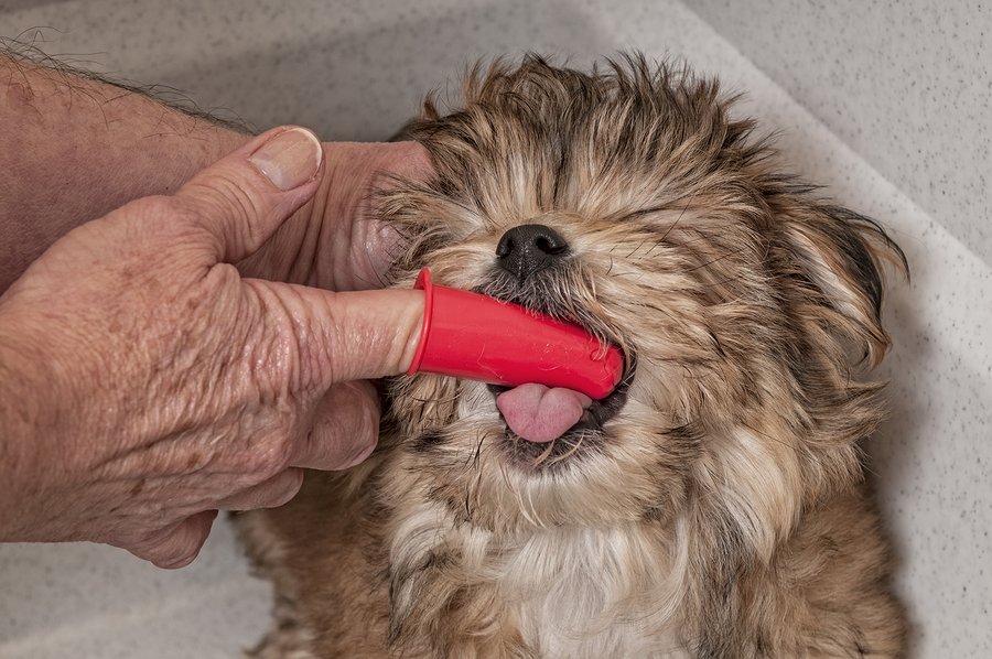 brushing a dog's teeth