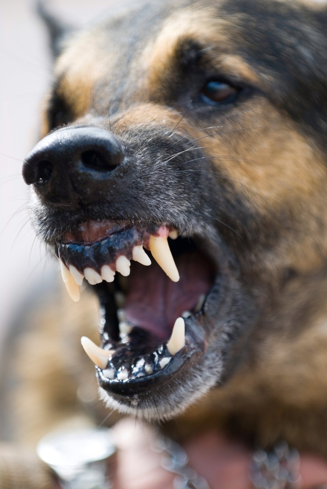 what defines an aggressive dog