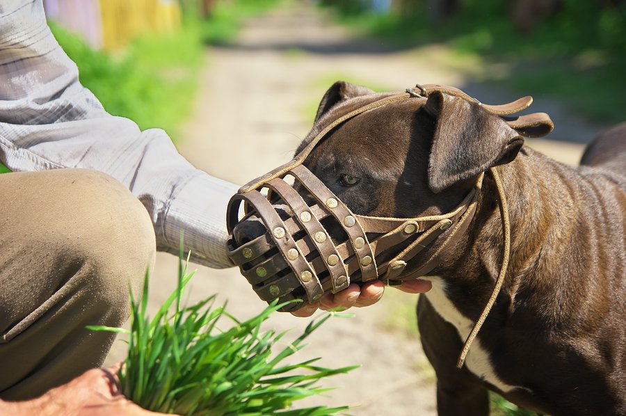 Treatment for outlet aggressive dogs