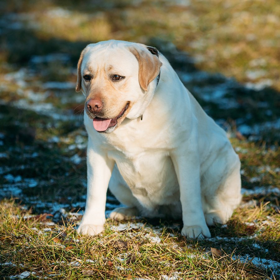 can dogs die of obesity