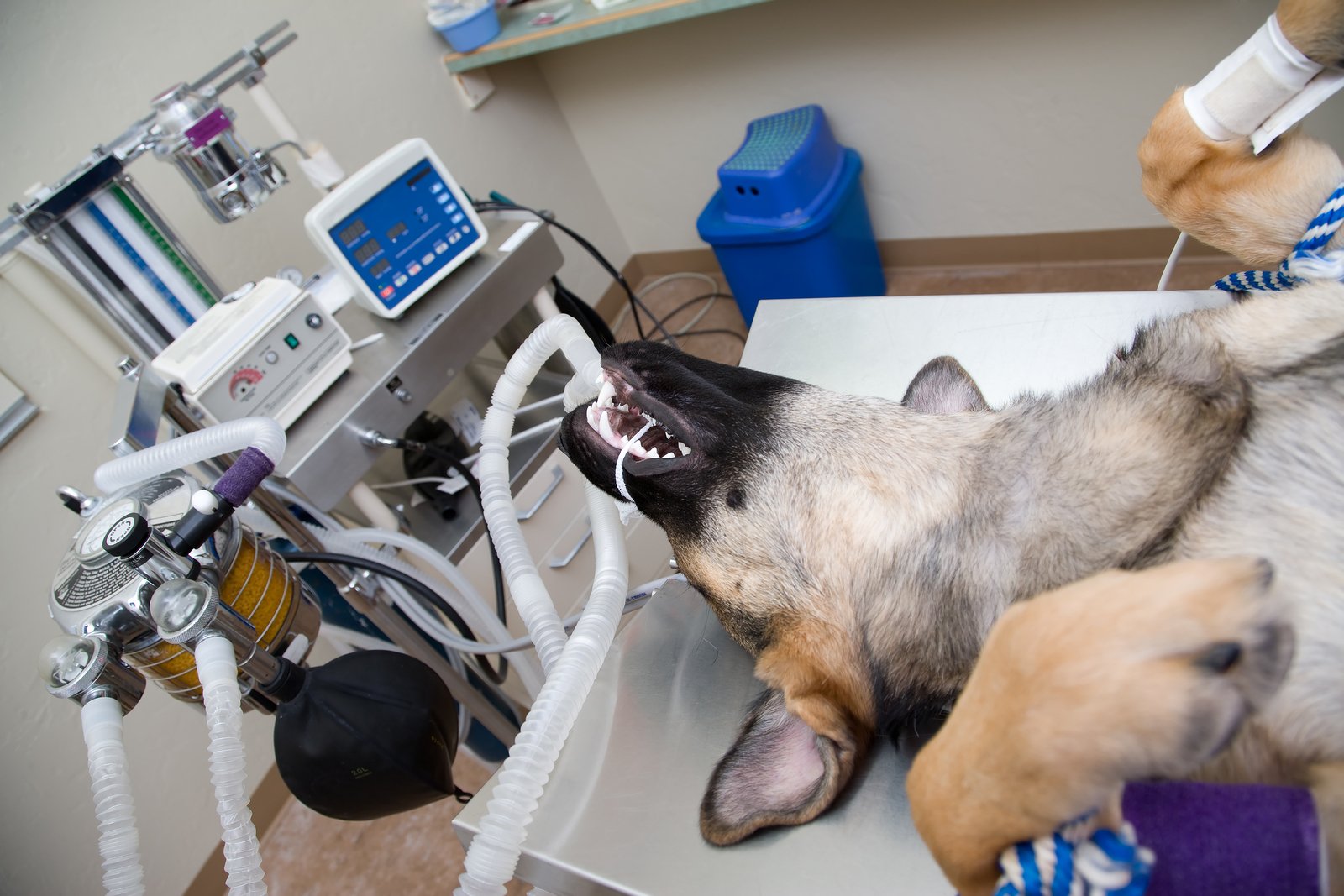 can you pull a dogs teeth without anesthesia